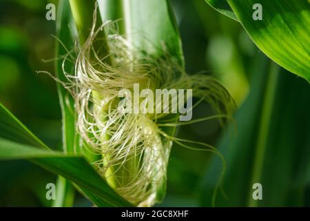 Primo piano di spighe giovani di mais (mais) con tassel di seta e foglie verdi in campo di mais in azienda agricola biologica in Svizzera Foto Stock