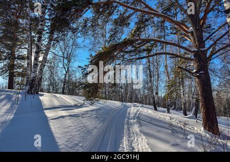 Pista da sci sotto l'arco di rami innevati di pini in controluce di sole tramontante. Passeggiata invernale in un soleggiato boschetto di betulla ghiacciato. Raggi solari che si illuminano thro Foto Stock