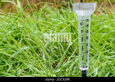 Un indicatore di pioggia in plastica quasi pieno in erba bagnata. L'indicatore è dotato di tacche in pollici e millimetri ed è bagnato da molte gocce d'acqua. Foto Stock