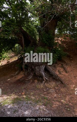 Old Oak Tree in Las Medulas - Patrimonio dell'Umanità dell'UNESCO, storico sito minerario dell'oro - il più grande open-pit dell'intero Impero Romano - El Bierzo, León, Spagna Foto Stock