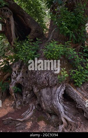 Old Oak Tree in Las Medulas - Patrimonio dell'Umanità dell'UNESCO, storico sito minerario dell'oro - il più grande open-pit dell'intero Impero Romano - El Bierzo, León, Spagna Foto Stock