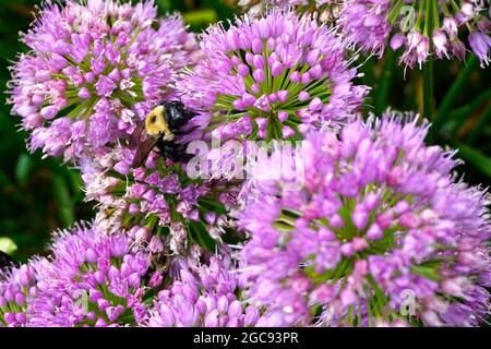 Primo piano di un'ape carpentiere che raccoglie nettare e polline su fiori rosa. Foto Stock