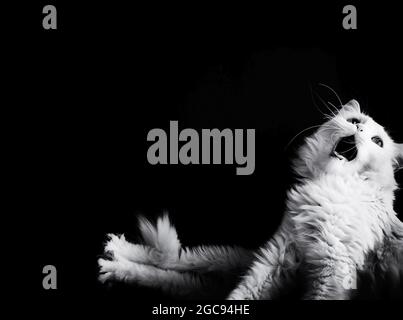 Cat stretching e yawning Foto Stock