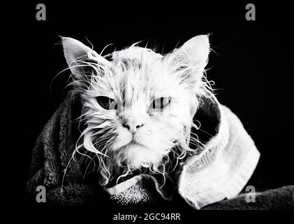 Cat dopo un bagno Foto Stock