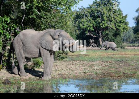 Zambia, South Luangwa National Park. Grandi elefanti africani maschi (Loxodonta Africana) che bevono dalla laguna. Foto Stock