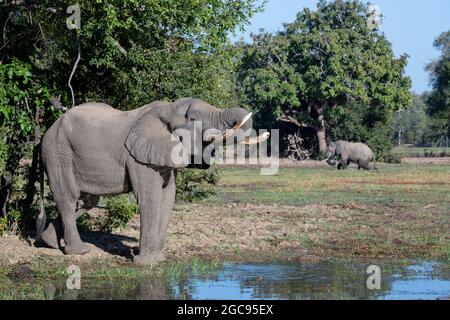 Zambia, South Luangwa National Park. Grandi elefanti africani maschi (Loxodonta Africana) che bevono dalla laguna. Foto Stock