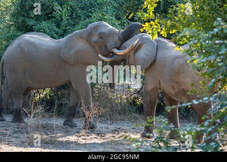 Zambia, South Luangwa National Park. Due elefanti africani toro (Loxodonta Africana) saluto. Il maschio sulla R ha un tronco corto ferito. Foto Stock