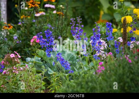 Delphinium e altri fiori in un letto di fiori nel giardino Foto Stock