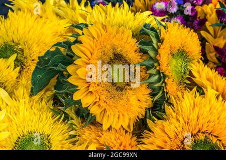 Fiori al mercato agricolo Foto Stock