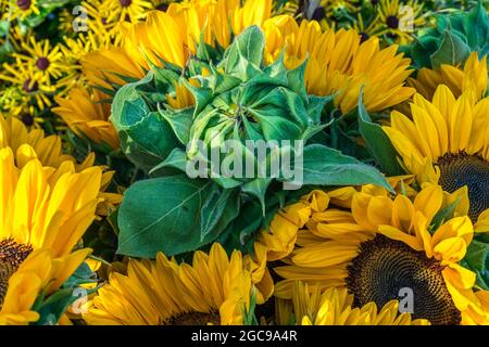 Fiori al mercato agricolo Foto Stock