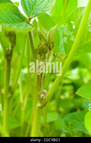 Fiore di soia (Glycine max) e nuova crescita. Foto Stock