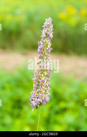 Una fioritura dell'erba Timotea (pratense di Phleum) inflorescence. Foto Stock