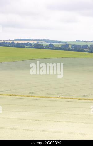 Salisbury, Wiltshire, Regno Unito, 20 giugno 2021: Tre escursionisti su un sentiero tra terreni coltivabili nella campagna dell'Hampshire vicino a Old Sarum. Foto Stock