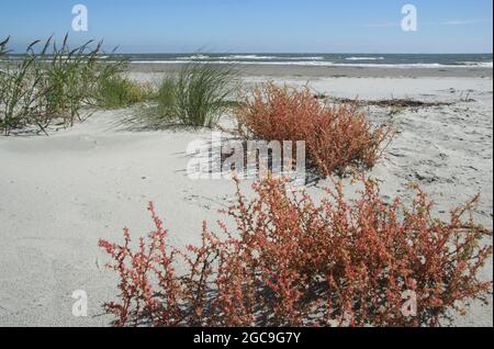 Una varietà di piante abbondanti sopravvive in condizioni sabbiose e salate lungo la spiaggia sull'Isola di Palms, Carolina del Sud. Foto Stock