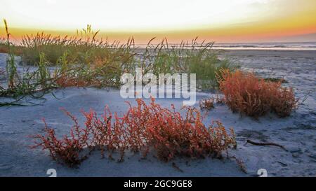 La luce all'alba bagna abbondanti piante da spiaggia in un caldo bagliore sull'Isola di Palms, Carolina del Sud. Foto Stock