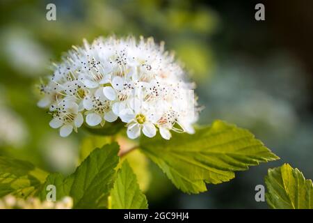 Maroon rosso lievito e fiori bianchi di Physocarpus opulifolius nel giardino a maggio al tramonto Foto Stock