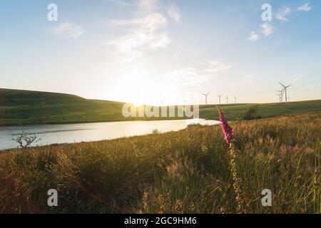 Vento fattoria e un lago al tramonto. Energia naturale pulita, concetto di conservazione ambientale. Lago artificiale di Lliw dalla Brynllefrith Plantation, Galles, Regno Unito. Utilizzo dell'energia eolica nel Regno Unito Foto Stock