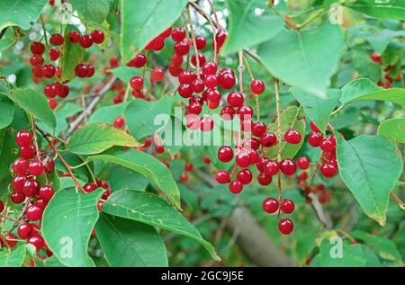 Ramificazione con frutti di ciliegia rossa. Ciliegio di uccello Virginian. Foto Stock