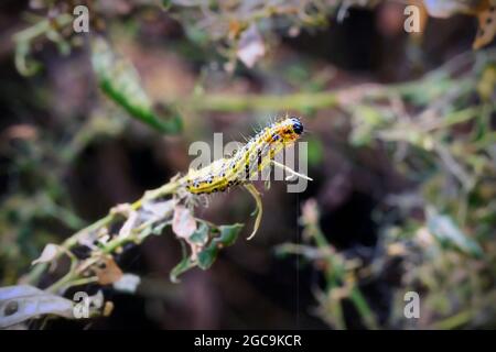 Box Moth caterpillar che si alimenta su a.bush ( Cydalima perspectalis ) Foto Stock
