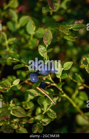 Frutti di mirtillo, acini del nord primo piano su un cespuglio nella foresta. Foto Stock