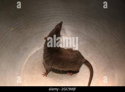 La casa asiatica shrew (Suncus murinus) si trova principalmente in Asia meridionale, ma ampiamente introdotto in tutta l'Asia e l'Africa orientale. Mentre corre fa un suono chattering che assomiglia al suono di jingling denaro, che ha guadagnato loro il nome di "denaro shrew" in Cina. La scoperta di un Coronavirus altamente divergente nella Casa asiatica Shrew dalla Cina illumina l'origine degli Alphacoronavirus, articolo di ricerca pubblicato nel Journal of Virology (Società americana per la Microbiologia) nel 2017. È una grande zampa con un forte odore di muschio e attivo durante la notte. È considerata una spe invasiva Foto Stock