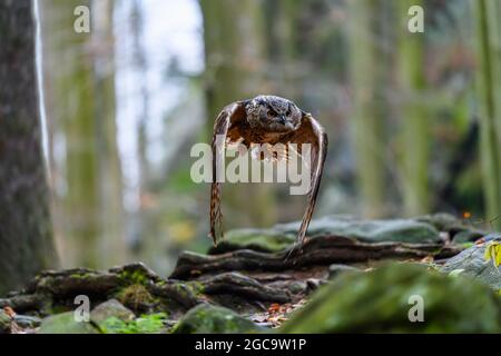 L'aquila-gufo eurasiatico (Bubo bubo) che vola in una bella foresta autunnale per la sua preda. Gufo sulla caccia. Foto Stock