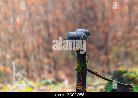 Il goshawk settentrionale (Accipiter gentilis) seduto su un bastone. Foresta d'autunno, sfondo colorato, caldi colori delle prime serate. Foto Stock