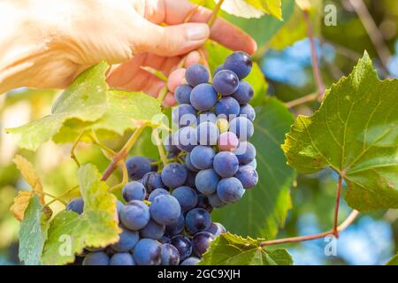 Il giardiniere raccoglie dal vitigno uve secche e succose di Isabella. Raccolta in autunno. Foto Stock