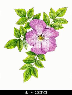 Rosa canina con foglie, disegno a mano, schizzo. Illustrazione vettoriale Illustrazione Vettoriale