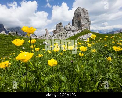 Erba verde fresca e fiori gialli foto di paesaggio con formazione rocciosa cinque Torri, cinque Torri di Averau Cime 2361 m in provincia di Belluno, a nord Foto Stock