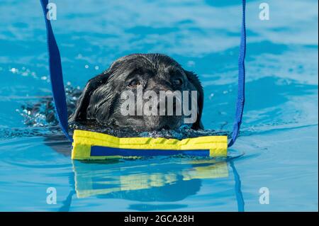 Black Labrador Retriever nuotare in una piscina circa per afferrare un giocattolo Foto Stock