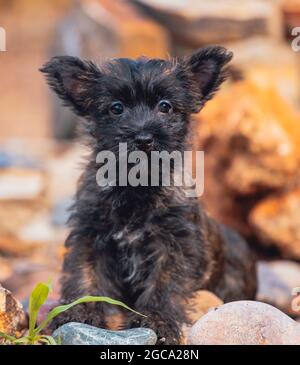 Cucciolo di Carin Terrier in posa su una roccia Foto Stock