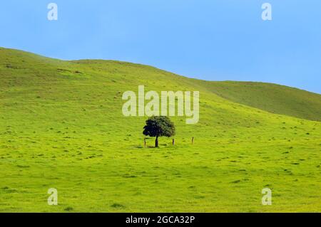 Lussureggiante erba verde copre pascoli rocciosi delle Montagne di Kohala sulla Big Island delle Hawaii. Piccolo lone si siede nel mezzo di pascolo. Foto Stock
