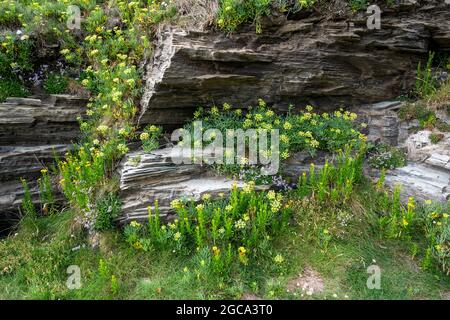 Andane di samphire di roccia, Crithmum maritimum, mescolato con samphire dorato, Limbarda cristhmoides, che cresce naturalmente sulle scogliere nella Cornovaglia del Nord. Foto Stock