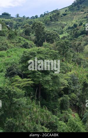 Vista aerea di una fitta foresta pluviale nelle montagne colombiane, zona di caffè colombiano Foto Stock