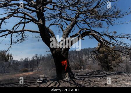 Atene, Grecia. 7 agosto 2021. Una fiamma è vista bruciare su un albero in una foresta nel nord di Atene, Grecia, il 7 agosto 2021. I devastanti incendi boschivi continuano a perdurare migliaia di ettari di terreno forestale in tutta la Grecia. Credit: Marios Lolos/Xinhua/Alamy Live News Foto Stock