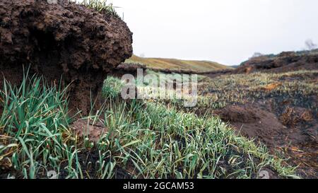 Rilievo del campo bruciato. Erba verde fresca, suolo e radici Foto Stock