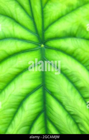 Closeup estremo di una pianta chiamata 'guscio di tartaruga'. Questa foglia veriegata fa parte del fogliame tropicale sulla Big Island delle Hawaii. Foto Stock