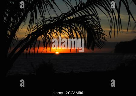 La palla arancione di un sole si innavvista sull'orizzonte sulla Big Island delle Hawaii. Palm fronts telaio in aumento con foglie di mandrino. Arancione colora il cielo. Foto Stock