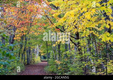 Percorsi a piedi attraverso uno splendido bosco Prince Edward Island. Foto Stock
