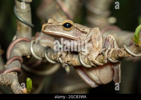 Immagine di rana comune, rana quadrifilata, rana dorata, (Polypedate leucomystax) su un ramo. Animale. Anfibi. Foto Stock