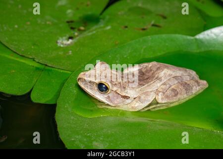 Immagine di rana comune, rana quadrifilata, rana dorata, (Polypedate leucomystax) sulla foglia di loto. Animale. Anfibi. Foto Stock