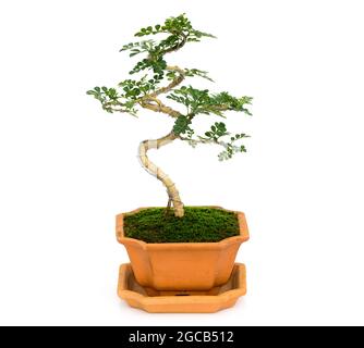 Immagine di mini bonsai nel vaso albero su sfondo bianco. Sono state arrangiate dalla semina di Carmona retusa e Feroniella lucida. Foto Stock