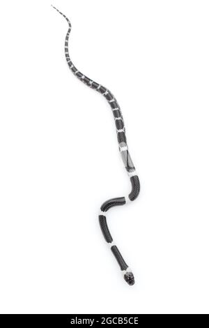 Immagine di piccolo serpente (Lycodon laoensis) su sfondo bianco., rettile,. Animali Foto Stock