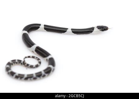 Immagine di piccolo serpente (Lycodon laoensis) su sfondo bianco., rettile,. Animali Foto Stock