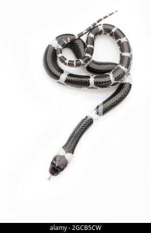 Immagine di piccolo serpente (Lycodon laoensis) su sfondo bianco., rettile,. Animali Foto Stock