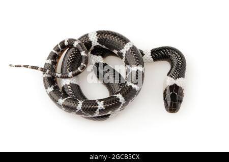 Immagine di piccolo serpente (Lycodon laoensis) su sfondo bianco., rettile,. Animali Foto Stock