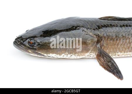 Immagine di pesci di testa di serpente a strisce isolati su sfondo bianco,. Animali acquatici. Foto Stock