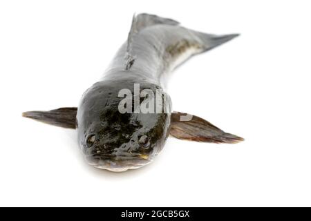 Immagine di pesci di testa di serpente a strisce isolati su sfondo bianco,. Animali acquatici. Foto Stock