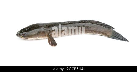 Immagine di pesci di testa di serpente a strisce isolati su sfondo bianco,. Animali acquatici. Foto Stock